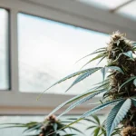 Gros plan d’un bourgeon de cannabis mature dans une serre éclairée par la lumière naturelle à travers la fenêtre.