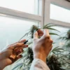 Close-up of hands inspecting a cannabis bud in an indoor grow room.