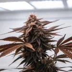 Close-up of a cannabis bud with red leaves in an indoor grow room under bright lighting.