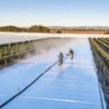 Workers spraying irrigation system on large outdoor cannabis farm with protective covers
