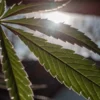 Feuille de cannabis en gros plan éclairée par le soleil en contre-jour