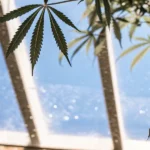 Feuille de cannabis et racine aérienne suspendue dans une serre lumineuse.