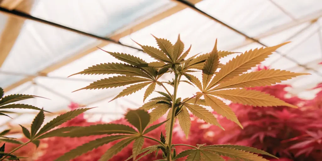 Gros plan de feuilles de cannabis sous une lumière naturelle douce dans une serre.