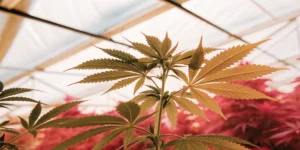 Gros plan de feuilles de cannabis sous une lumière naturelle douce dans une serre.