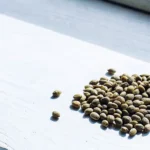 Graines de cannabis étalées sur une surface en bois blanc près d’une fenêtre ensoleillée.