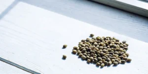 Graines de cannabis étalées sur une surface en bois blanc près d’une fenêtre ensoleillée.