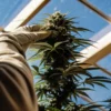 Cannabis plant held by a grower in a greenhouse with sunlight