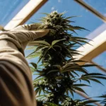 Cannabis plant held by a grower in a greenhouse with sunlight