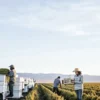 Workers loading cannabis harvest onto trucks in a large field at sunset.