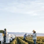 Workers loading cannabis harvest onto trucks in a large field at sunset.