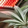 Close-up of a cannabis leaf illuminated by red LED grow lights in an indoor setup.
