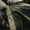 Close-up of a cannabis-like leaf with fresh dew drops glistening in natural sunlight.