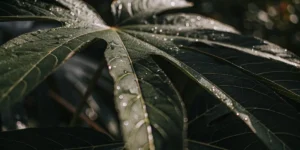 Close-up of a cannabis-like leaf with fresh dew drops glistening in natural sunlight.