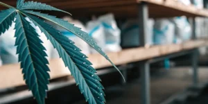 Close-up of a cannabis leaf with tiny water drops on its surface inside a cultivation facility