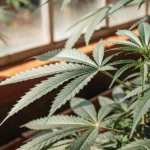 Close-up view of a cannabis plant with dark green leaves under natural sunlight in a greenhouse.
