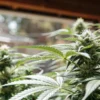 cannabis plant in flowering stage inside a greenhouse with bright sunlight