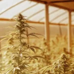 cannabis plant growing in a greenhouse under golden sunlight with dense buds