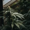 cannabis plant in a greenhouse with a main cola forming under natural light