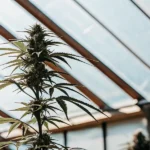 Close-up view of a cannabis plant growing inside a greenhouse with sunlight filtering through the roof.