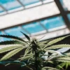 Gros plan d’une plante de cannabis en serre sous lumière naturelle.