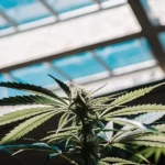 Gros plan d’une plante de cannabis en serre sous lumière naturelle.