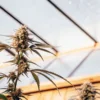 Close-up of a cannabis plant growing in a greenhouse with resinous buds.