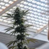 cannabis plant undergoing high stress training inside a greenhouse with natural light filtering through the roof