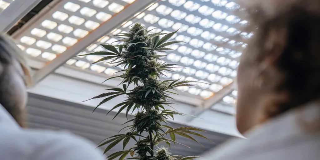 cannabis plant undergoing high stress training inside a greenhouse with natural light filtering through the roof