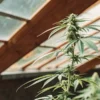 Cannabis plant growing inside a greenhouse with sunlight filtering through the roof.