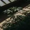cannabis plant in a greenhouse under natural light with visible shadows