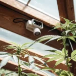 cannabis plant growing in a greenhouse under security camera monitoring