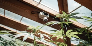 cannabis plant growing in a greenhouse under security camera monitoring