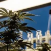 cannabis plant in a laboratory under artificial light with scientific glassware in the background