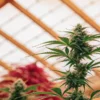 close-up view of a cannabis plant growing indoors under greenhouse lighting