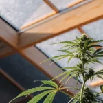 close-up of a cannabis plant growing inside a bright greenhouse with sunlight filtering through glass panels