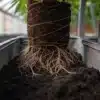Close-up of a cannabis plant’s root system exposed in nutrient-rich soil inside a greenhouse.