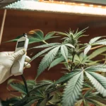 Close-up of a cannabis plant being tested under LED grow light in a laboratory.