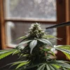 Close-up of a cannabis plant being topped with scissors in an indoor grow room