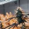 Close-up of a cannabis plant under LED grow lights in an indoor grow room.