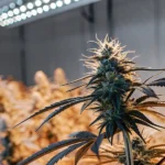 Close-up of a cannabis plant under LED grow lights in an indoor grow room.