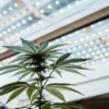 Gros plan d’une plante de cannabis sous des lampes LED modernes en serre.