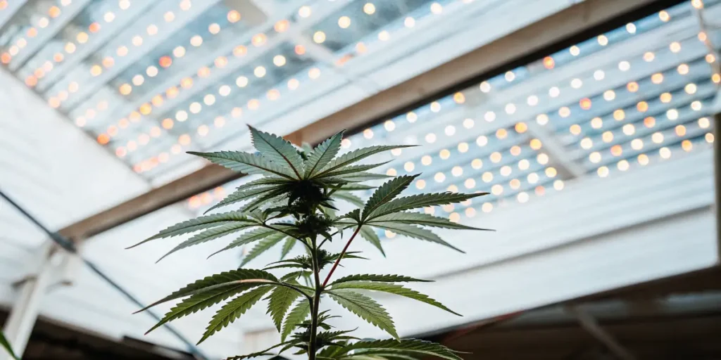 Gros plan d’une plante de cannabis sous des lampes LED modernes en serre.