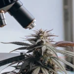 Close-up of a cannabis plant being observed under a laboratory microscope for scientific research.