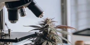 Close-up of a cannabis plant being observed under a laboratory microscope for scientific research.