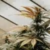 Plante de cannabis en serre avec des feuilles vertes et jaunes sous lumière naturelle.