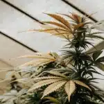 Plante de cannabis en serre avec des feuilles vertes et jaunes sous lumière naturelle.