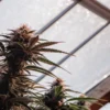 Gros plan d'une plante de cannabis en serre avec un bourgeon dense sous une lumière naturelle.