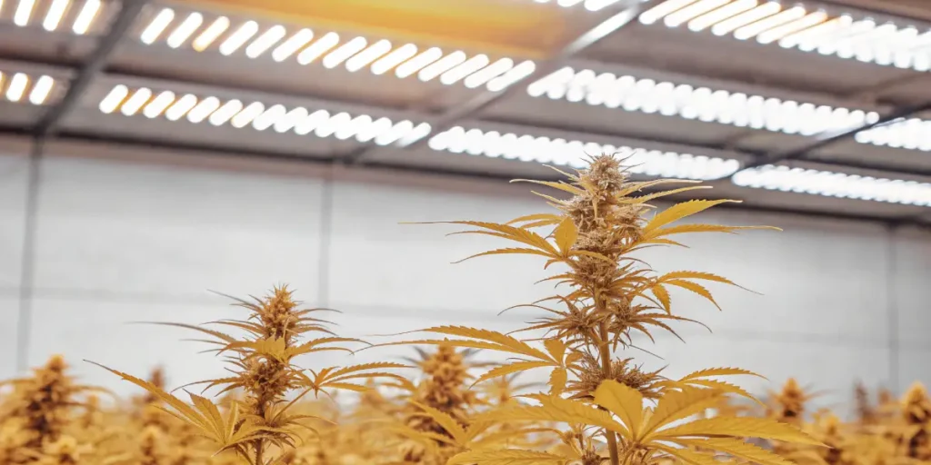 Plantes de cannabis sous éclairage LED à spectre complet dans un espace de culture intérieur.