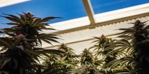 Vue rapprochée de plantes de cannabis luxuriantes sous une lumière naturelle dans une serre moderne.