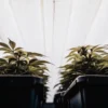 cannabis plants growing in indoor tents under bright artificial lights